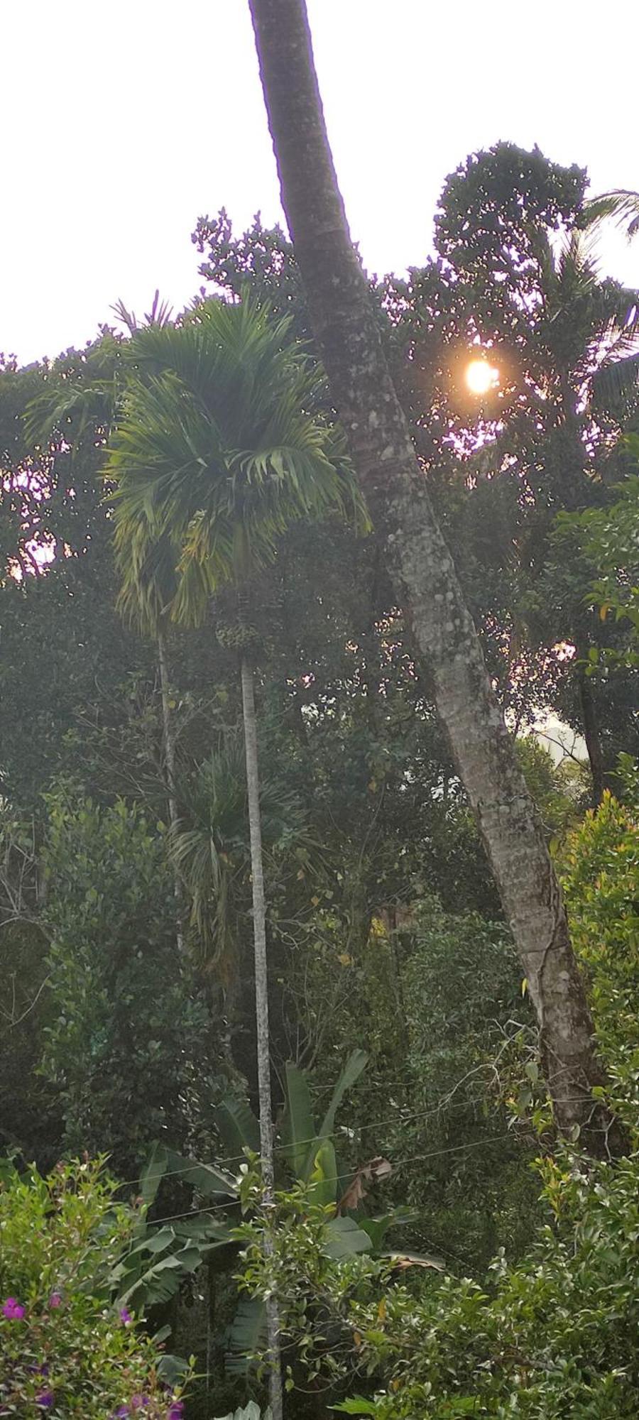 Koonamparayil Home Stay Munnar Anaviratty-Family Only Luaran gambar