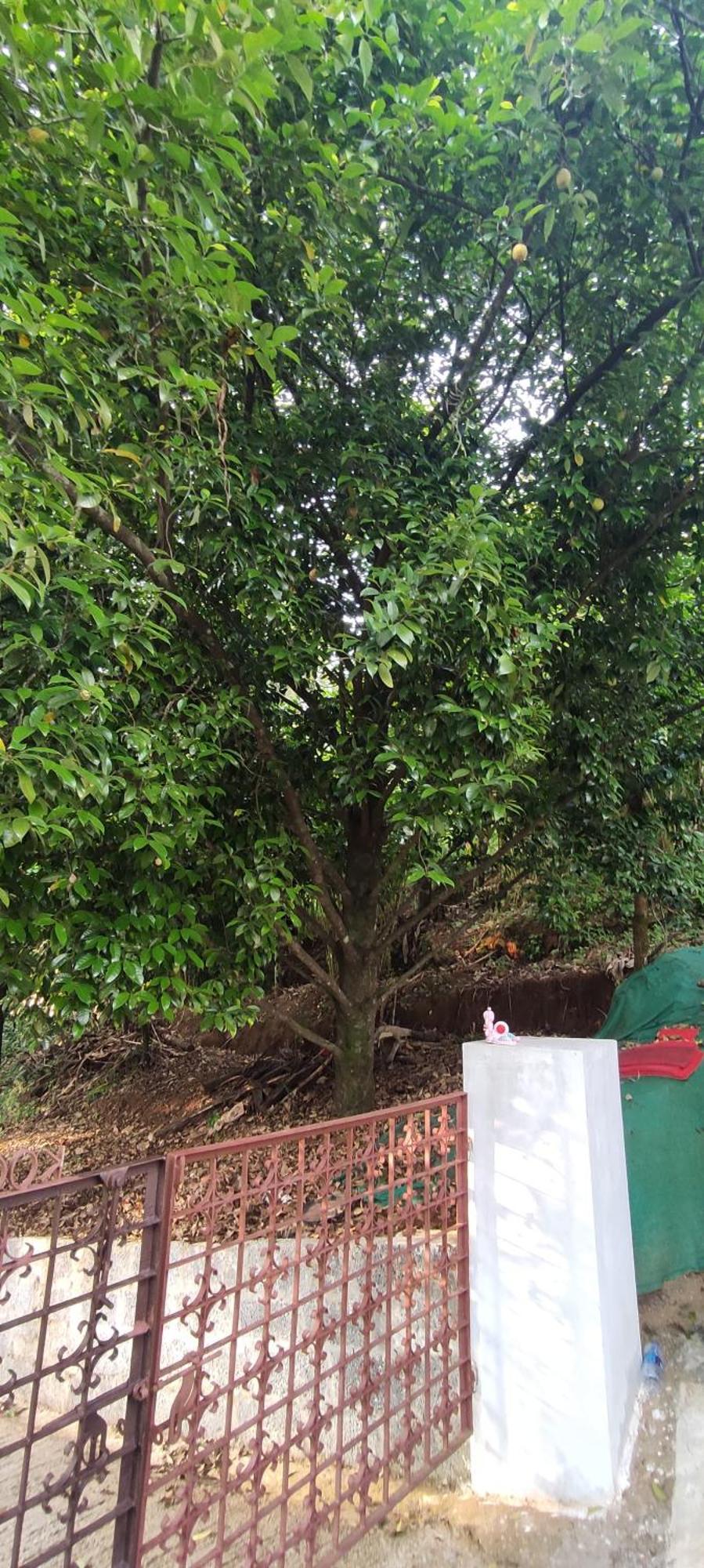 Koonamparayil Home Stay Munnar Anaviratty-Family Only Luaran gambar